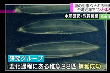 鰻魚幼苗數量下滑 日本加緊研究野生鰻苗生態