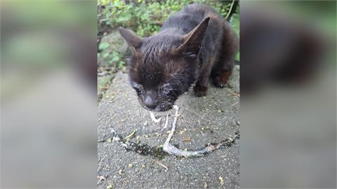 快新聞／新北猴硐貓咪被噴辣椒水！4貓眼睛睜不開　公所籲遊客提供影像追查