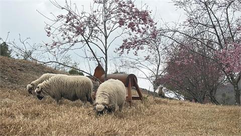 快新聞/不用飛日本!南投清境農場櫻花綻放 綿羊、馬術秀天天上演