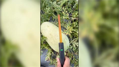 花蓮聯手南臺科大！＂AI鑑瓜＂西瓜熟不熟一敲就知道