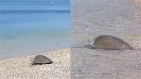 第118隻海龜野放成功！海巡署「118報案」化身守護海洋生命第一線