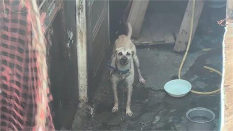 基隆惡犬「咬斷郵務士手指」　動保處強制收容、通知飼主到案