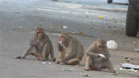 避免潑猴大鬧G20峰會　掛起天敵看板、派人學猴叫嚇跑獼猴