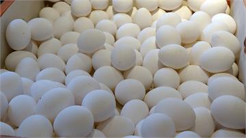蛋價創20年新高！每台斤36.5元