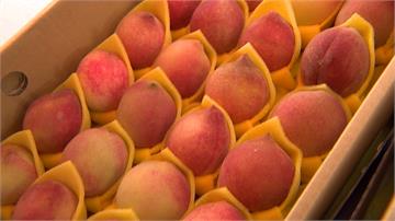 那瑪夏招牌水蜜桃產量砍半 民眾搶購買