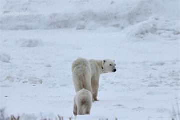 【有片】北極熊母熊罕見收養非親生幼崽　科學家：機率不到1%