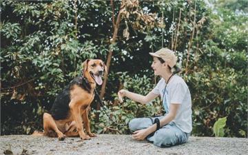大型犬辛巴逆轉人生　動保處歡迎民眾至官方網站認養訓練犬隻
