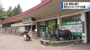 廣島熊出沒請注意 1公尺黑熊闖入動物公園