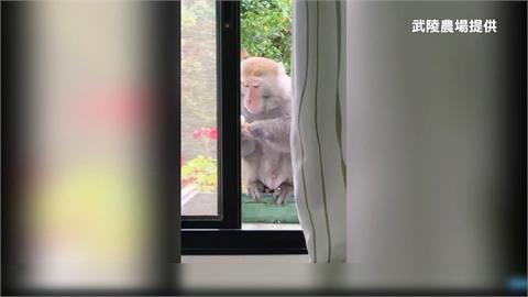 台灣獼猴大膽闖入辦公室，專家指出台灣獼猴與人類的生活界線越來越模糊