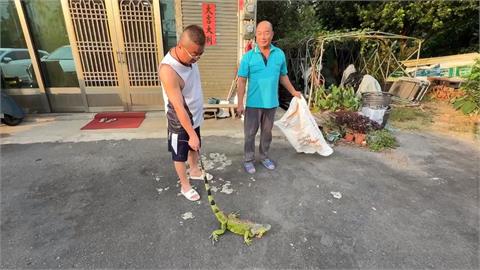 「超巨酷斯拉」闖民宅！　150公分綠鬣蜥撞大門　尖叫聲四起