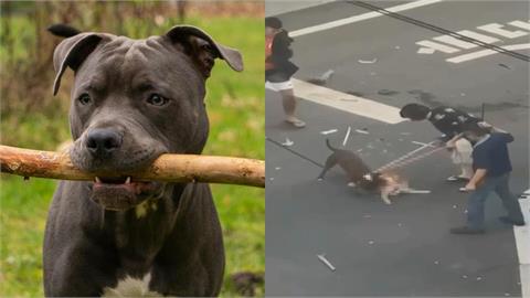 又是比特犬！柴犬散步遭撕咬10分鐘…路人亂棍救援「2狗雙亡」影片曝