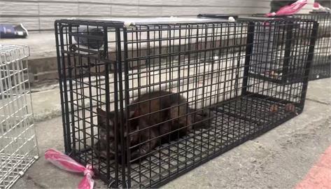 快新聞／三重鄰損大樓5貓受困！最新狀況曝　3隻誘捕成功、2隻脫困