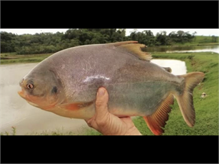 亞馬遜養殖魚皮變包裝材料　巴西研究開發可食性UV阻隔生物薄膜