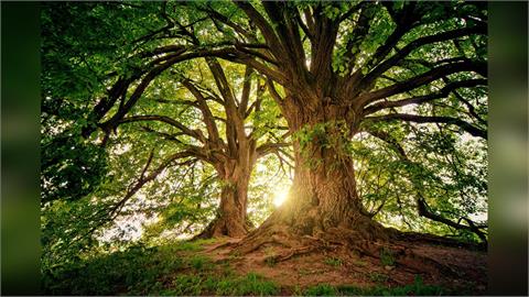 環保自然葬件數近10年翻3倍 樹葬逾9成最多