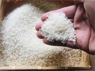 日本米缺很大！台灣米又出口「漲1成」　小吃店首當其衝