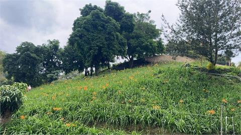 嘉義竹崎親水公園花旗木沿牛稠溪盛開　美景如畫