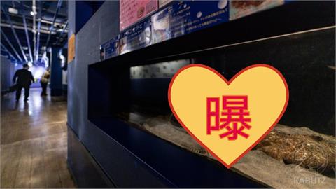 日本水族館海星「揮手道別」暴紅！萌樣狂吸370萬人搶看…網笑：像下班的我