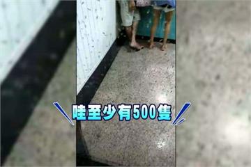 「搖蚊」大軍入侵 蘆竹居民不敢開窗