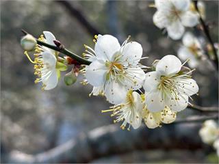 2026角板山行館梅花季　邀您漫步行館賞梅去