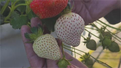 又大又甜！　苗栗大湖種出日本白草莓　一顆120至150元
