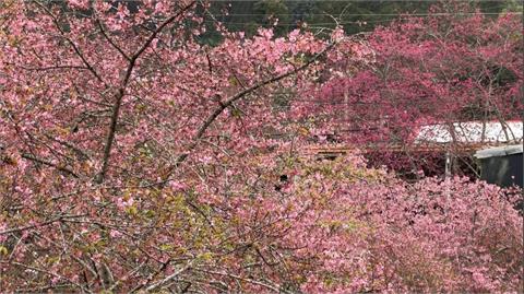 台灣二月櫻花盛開 ＂南投草坪頭、武陵農場＂花季開鑼