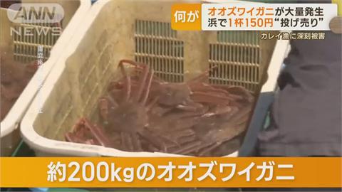 北海道「長腳蟹」每隻台幣33元　經濟價值低又破壞漁網