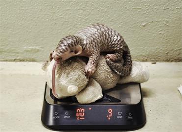 布拉格動物園「穿山甲寶寶」萌樣曝光！ 出生後一度體重下降要靠人工哺育