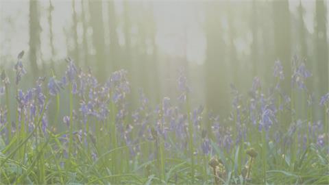 「紫色花毯」超夢幻　哈勒森林風信子花季來了