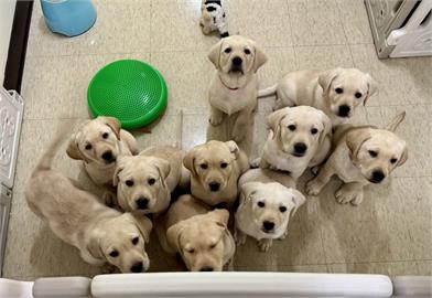 惠光10隻幼犬送寄養家庭　蔡英文探視任宣導大使