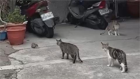 勇鼠遇3貓沒在怕！狂追趕「嚇得喵皇逃竄」　網笑：貓的臉都被丟光了