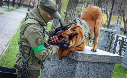 忠心戰犬遭俄軍遺棄！烏克蘭暖心收留「惡補烏語」　不怕生還向士兵撒嬌
