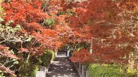 秋意漸濃養生必知！「古書智慧指引」立秋養生之道助您度過秋季變化