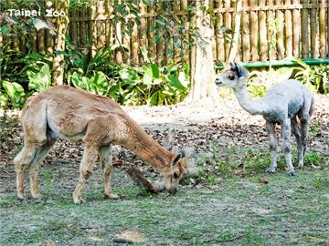 「比爾蓋茲」來動物園？園方舉辦「我愛紅娘」配對　新進4羊駝防近親