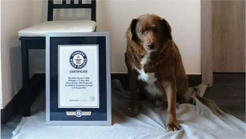 葡萄牙阿蘭多獒犬30年又8個月 認證為當今最老狗