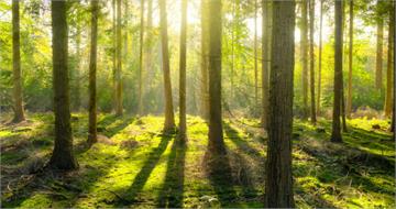 2026丙午馬年　12生肖愛情運、健康排名大公開