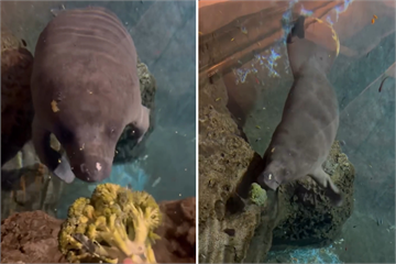 海牛被餵食「緩緩浮上」好療癒　見青花菜溜走慌張動作超可愛
