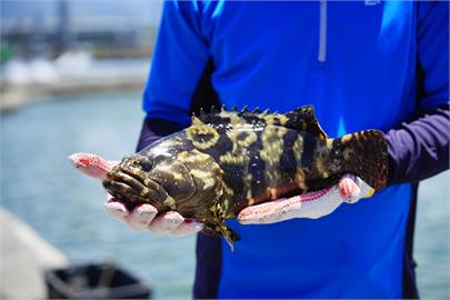 鮪魚解剖秀強勢登場！台灣美食展8月開展 金牌廚師獻技 全台人氣名店、海味一次品嘗