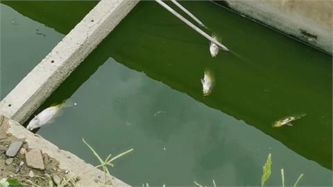 天氣變化大「抵抗力變差」　嘉義養殖金目鱸魚染病大量暴斃