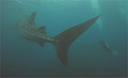 快新聞／超大隻！澎湖南方四島潛水客發現「巨無霸」鯨鯊　台灣近年首見