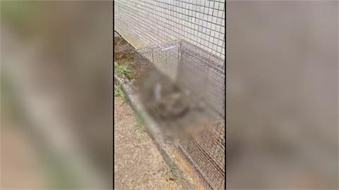 捕獸籠有貓屍　學生控虐待動物　陽交大校方：調監視器釐清