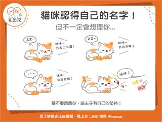 【貓貓小學堂】貓咪認得自己的名字！但不一定想理你...