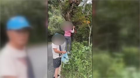 奮起湖珍稀蘭花險遭竊取　可疑男女自備梯子辯修剪雜枝