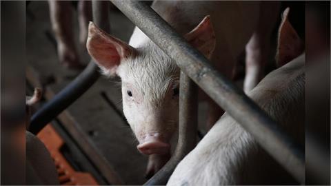 西班牙爆非洲豬瘟疫情 農業部不排除為實驗室外洩