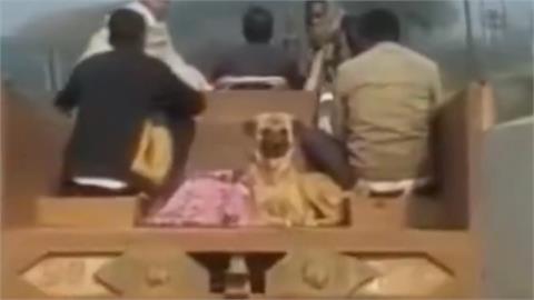 忠犬八公再現！狗狗「不吃不喝」守主人最後一夜...狂奔「4公里」追靈車