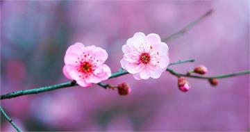 2026脫單不只靠月老！　居家擺設5招讓桃花運大升級