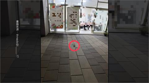 遭強制搬離　蘆竹社宅2天3幼貓墜樓身亡　租戶出國疏於照護導致