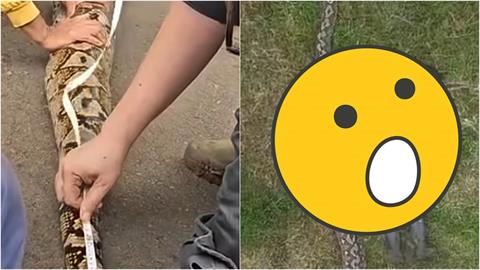 野生粗勇巨蟒「長7.22公尺」超驚人！破金氏世界紀錄「空拍視角」流出