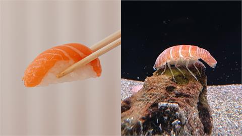 「鮭魚壽司」現蹤日本水族館　萌畫面引13萬人笑：好想拿筷子夾