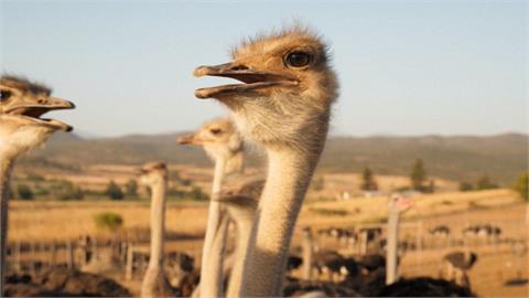 羽毛變黃金！　南非小鎮「鴕鳥養殖」傲視全球