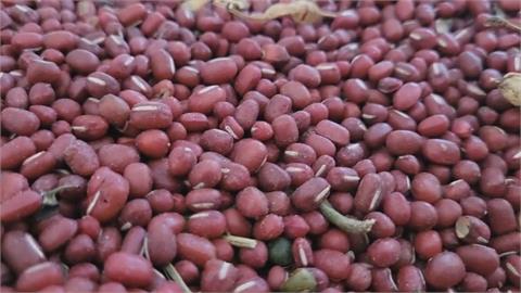 屏東紅豆今年結莢少、歉收　每台斤收購價格衝破50元